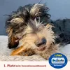 Hundesnack Carnello Welpenkaugummi, 90% Gelatine und Produktbild-Vorschau 9