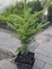 A small potted evergreen tree, likely a fir, sits on a paved surface with other plants blurred in the background. Produktbild-Vorschau