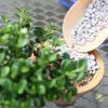 A close-up shot of a plant in a pot with white pebbles being added to the soil from a scoop. Produktbild-Vorschau