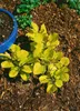 Cotinus coggygria 'Golden Spirit', Perückenstrauch, Produktbild-Vorschau 3