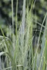 Panicum virgatum 'Northwind', Rutenhirse, aufrecht, 3-5 Produktbild-Vorschau 10