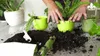 Erde für Farne - 5l - Locker - Nährstoffreich - Optimal für Produktbild-Vorschau 3