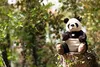 Steiff Pandi großer Panda 40 cm schwarz/weiß 067877 Produktbild-Vorschau 3