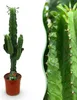 Green boutiQ - Zimmerpflanze - Euphorbia eritrea - Produktbild-Vorschau 1