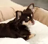 A long-haired chihuahua dog lying on a soft white blanket, with a beige pet bed in the background. Náhľad obrázku produktu