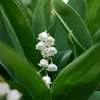 Convallaria majalis | 24 sztuki - 10-25cm - Ø9cm - Roślina Podgląd zdjęcia produktu 5