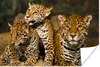 MuchoWow® Poster Leopard - Wilde Tiere - Natur 90x60 cm - Produktbild-Vorschau 1
