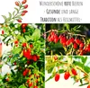 Goji Beeren Samen (Lycium chinense) - Vitaminreiche, rote Produktbild-Vorschau 3