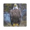 MuchoWow® Mauspad Mousepad Ein Weißkopfseeadler sitzt auf Produktbild-Vorschau 1