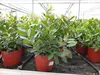 Erdbeerbaum | 50 cm | Arbutus unedo | veredelt |  | Produktbild-Vorschau 8
