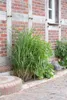 Miscanthus sinensis 'Little Zebra', Ziergras, gestreift, Produktbild-Vorschau 7