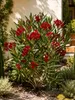 Oleander Semplice Rosa, 120–140 cm – Rosier fleuri de type Voir les images du produit 3