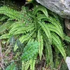 6 x Streifenfarn - Asplenium trichomanes  | Topf 9cm x 9cm Produktbild-Vorschau 1