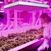 Izrielar LED rastlinná lampa Príslušenstvo pre záhradu a Náhľad obrázku produktu 7