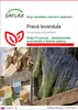 SAFLAX - pravá levanduľa - Lavandula angustifolia - 150 Náhľad obrázku produktu 1