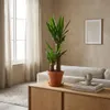 Bloomique - Yucca Elephantipes - Palma Yucca - Palma giglio Anteprima dell’immagine prodotto 2