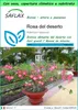 SAFLAX Garden to go - Rosa del deserto - 8 semi - Adenium Anteprima dell’immagine prodotto 1