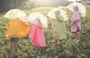 Parasol przeciwdeszczowy Lew / Sassi Podgląd zdjęcia produktu 7