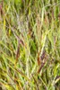 Imperata cylindrica 'Red Baron', Japanisches Blutgras, ca. Produktbild-Vorschau 6
