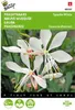 Prachtkerze Sparkle White | Prachtkerzensamen von Buzzy Produktbild-Vorschau 2