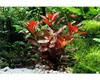 Ludwigia repens Rubin  Ludwigie Rubin Aquariumpflanzen Produktbild-Vorschau 4