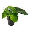 Philodendron "Dragon Tail" - Rhaphidophora decursiva - Voir les images du produit 3