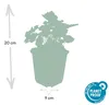 Piante tappezzanti - Heuchera 'Palace Purple' - 9 cm di Anteprima dell’immagine prodotto 3
