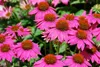 Stauden Gänge 3 x Echinacea purpurea ‚PowWow Wild Berry' - Produktbild-Vorschau 1