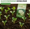 Blumenkohl Erfurt Samen - Brassica oleracea - Produktbild-Vorschau 5