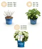 Hortensie Hydrangea Endless Summer The Bride 8er Set - Produktbild-Vorschau 7