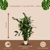 Trendyplants - Caryota Mitis - Palma s rybím chvostom - Náhľad obrázku produktu 3