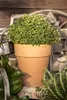 Origanum vulgare, Oregano, aromatisch, ca. 9x9 cm Topf Produktbild-Vorschau 8