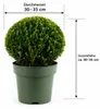Ilex crenata Jenny Kugel Ø 30–35 cm | Japanische Stechpalme Produktbild-Vorschau 5