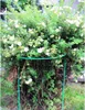 Staudenhalter Pflanzenstütze für Pflanzen Blumenstütze Produktbild-Vorschau 7