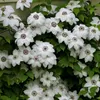 3 x Clematis Miss Bateman Kletterpflanzen: 3 kaufen/2 Produktbild-Vorschau 5