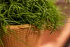 Rhipsalis Cassutha 15 cm - Cactus jonc, cactus corail, Voir les images du produit 3