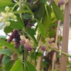 Akebia a cinque foglie 1L Anteprima dell’immagine prodotto 12