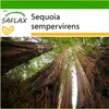 SAFLAX - Pobrežná Sequoia - Sequoia sempervirens - 50 Náhľad obrázku produktu 10