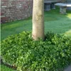 Plants by Frank | 24 Ysander Pflanzen | Pachysandra Produktbild-Vorschau 2