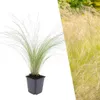 Plants by Frank | 60 Federgras Pflanzen | Stipa Tenuissima Produktbild-Vorschau 1