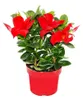 Dipladenia - Chilenischer Jasmin - 10cm Topf - Set mit 3 Produktbild-Vorschau 3