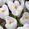 Bloomique - Mix 40 - Krokus - Krokus - Mix kolorów - Podgląd zdjęcia produktu 6