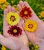 Hands holding colorful flowers with a blurred background of more flowers. Produktbild-Vorschau