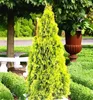 Morgenländischer Lebensbaum ´PYRAMIDALIS AUREA´ 20-30 cm, Produktbild-Vorschau 1