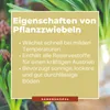 Monatserdbeere Rügen | Monatserdbeerensamen von Dürr Samen Produktbild-Vorschau 6