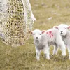 Jopassy rete per fieno portafieno rete per attività rete Anteprima dell’immagine prodotto 6