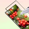 A screen protector is shown being applied to a smartphone, with a close-up of red berries and green leaves on the phone screen. Produktbild-Vorschau