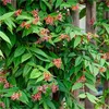 A close-up view of a flowering vine climbing on a wooden structure. Anteprima dell’immagine prodotto