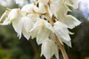 Yucca filamentosa, Palmlilie, 40–60 cm Produktbild-Vorschau 6