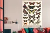 MuchoWow® Poster Schmetterlinge - Antiquitäten - Insekten - Produktbild-Vorschau 3